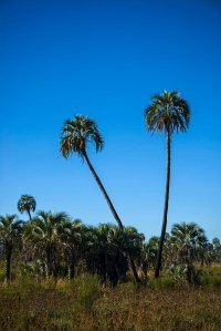 Palms in El Palmar