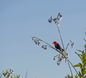Red Bird in Ibera