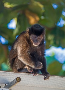 Rooftop Monkey