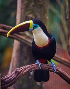 small toucan
