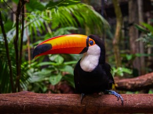 Toucan