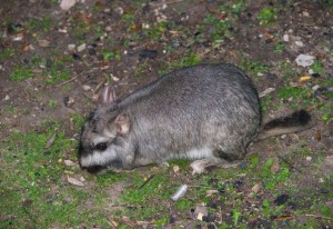 Vizcacha 2