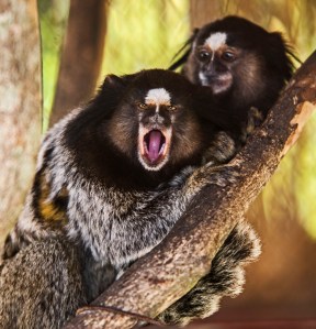 Marmoset in Santa Teresa wildlife park