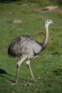 Rhea at Santa Teresa