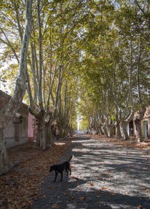 Leafy Colonia Street