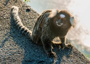 Marmoset
